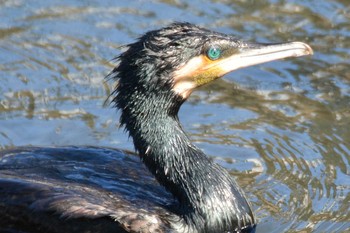 Great Cormorant Nogawa Wed, 2/5/2020