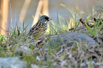 Masked Bunting Nogawa Wed, 2/5/2020