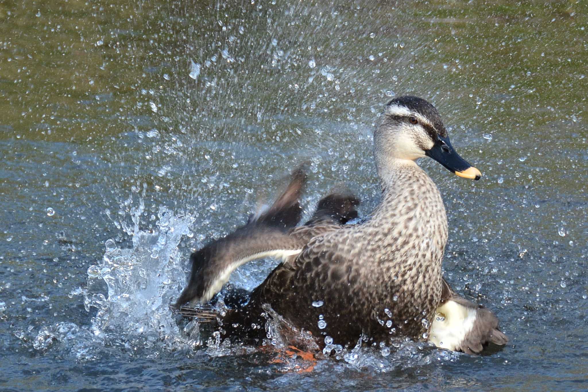 Photo of Domestic duck at Nogawa by geto