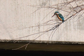 Common Kingfisher Nogawa Wed, 2/5/2020