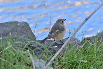 Daurian Redstart Nogawa Tue, 1/21/2020