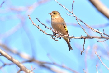 Grey-capped Greenfinch Nogawa Wed, 2/5/2020