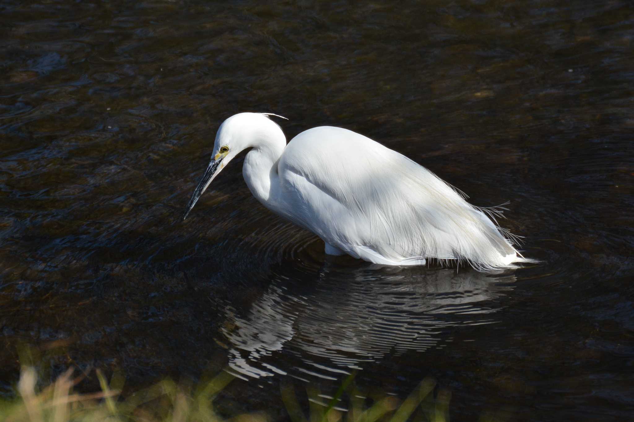 Photo of Little Egret at Nogawa by geto