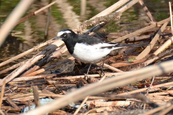 Japanese Wagtail Nogawa Wed, 2/5/2020