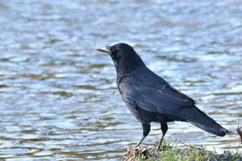 Carrion Crow Nogawa Fri, 1/10/2020