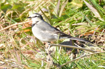 White Wagtail Nogawa Wed, 2/5/2020