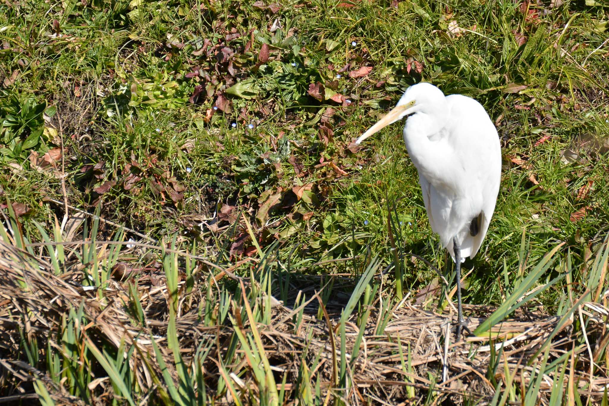 Photo of Great Egret at Nogawa by geto