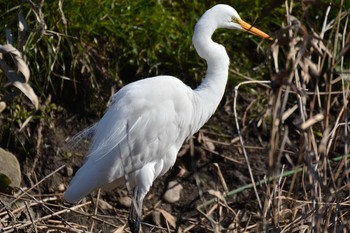 Great Egret(modesta)  Nogawa Wed, 2/5/2020