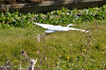 Great Egret(modesta)  Nogawa Wed, 2/5/2020