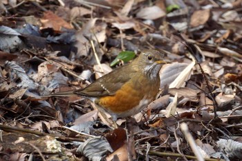 Brown-headed Thrush 神奈川県 Sat, 2/1/2020