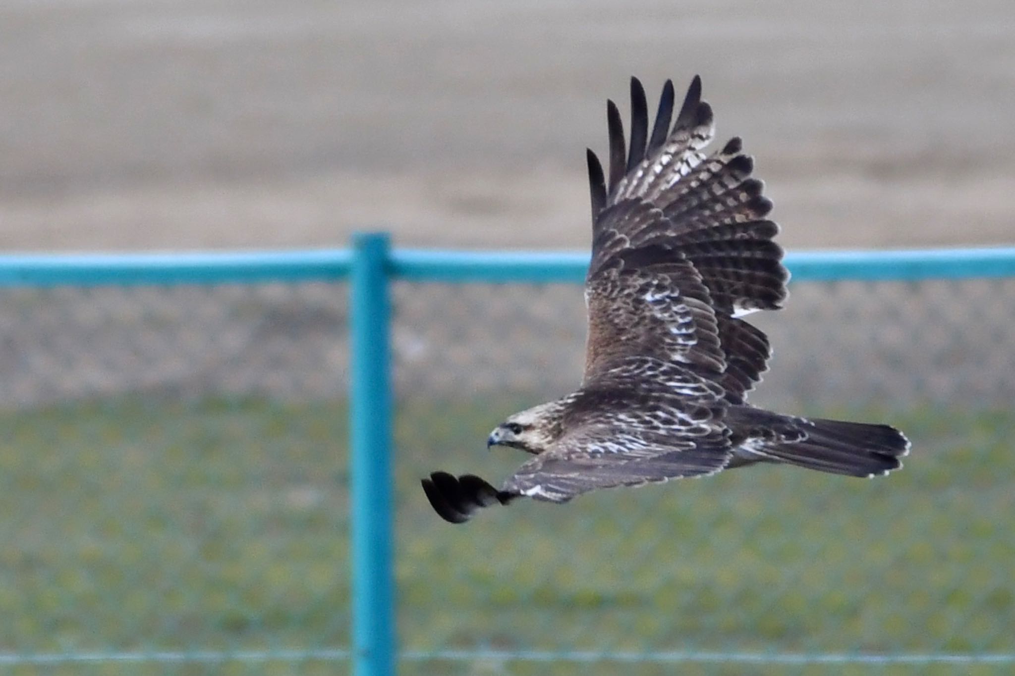 Photo of Eastern Buzzard at  by bonchi