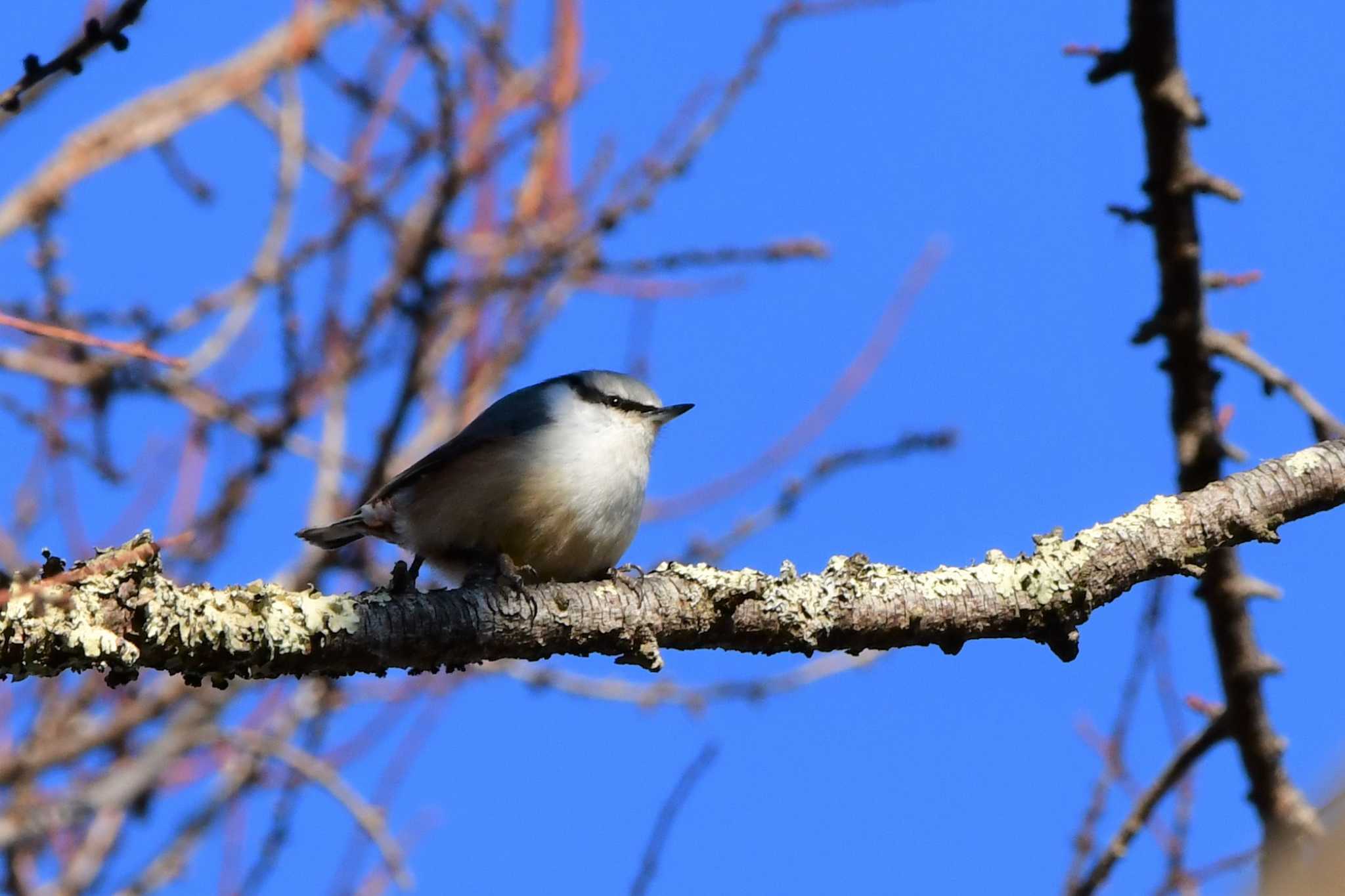 Photo of Eurasian Nuthatch at 嵯峨塩深沢林道 by とらねこ