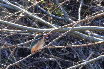 Common Kingfisher 近所の川 Sun, 2/2/2020