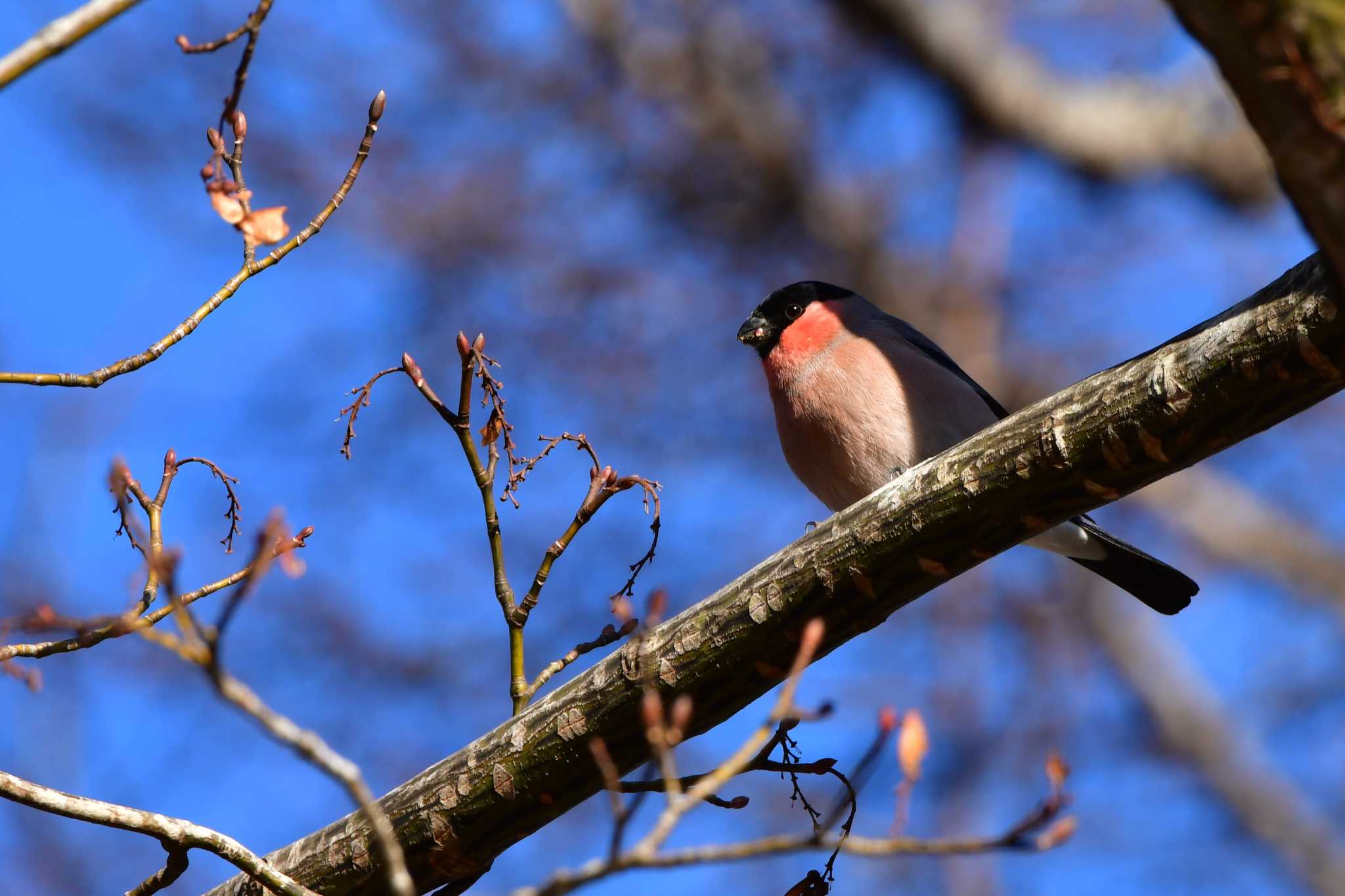 Photo of Eurasian Bullfinch at 嵯峨塩深沢林道 by とらねこ