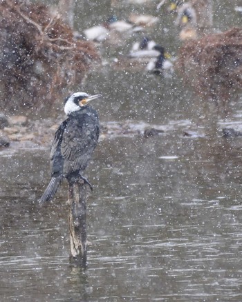 Great Cormorant 山田池公園 Thu, 2/6/2020