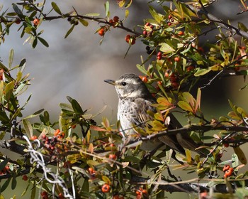 Dusky Thrush 山田池公園 Thu, 2/6/2020