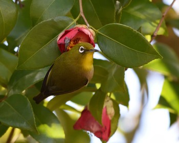 Warbling White-eye 山田池公園 Thu, 2/6/2020