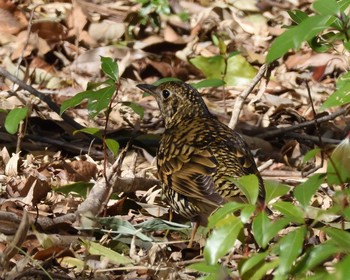 White's Thrush 山田池公園 Thu, 2/6/2020