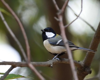 Japanese Tit 山田池公園 Thu, 2/6/2020