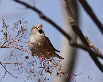 Hawfinch 山田池公園 Thu, 2/6/2020