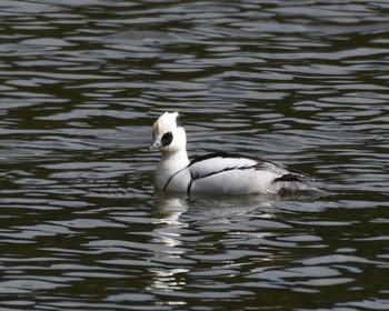 Smew 山田池公園 Thu, 2/6/2020