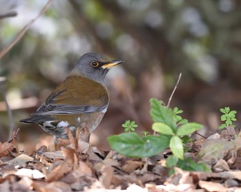 Pale Thrush 山田池公園 Thu, 2/6/2020