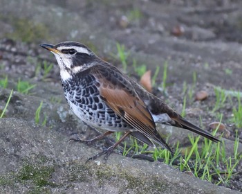 2020年1月28日(火) 万博記念公園の野鳥観察記録