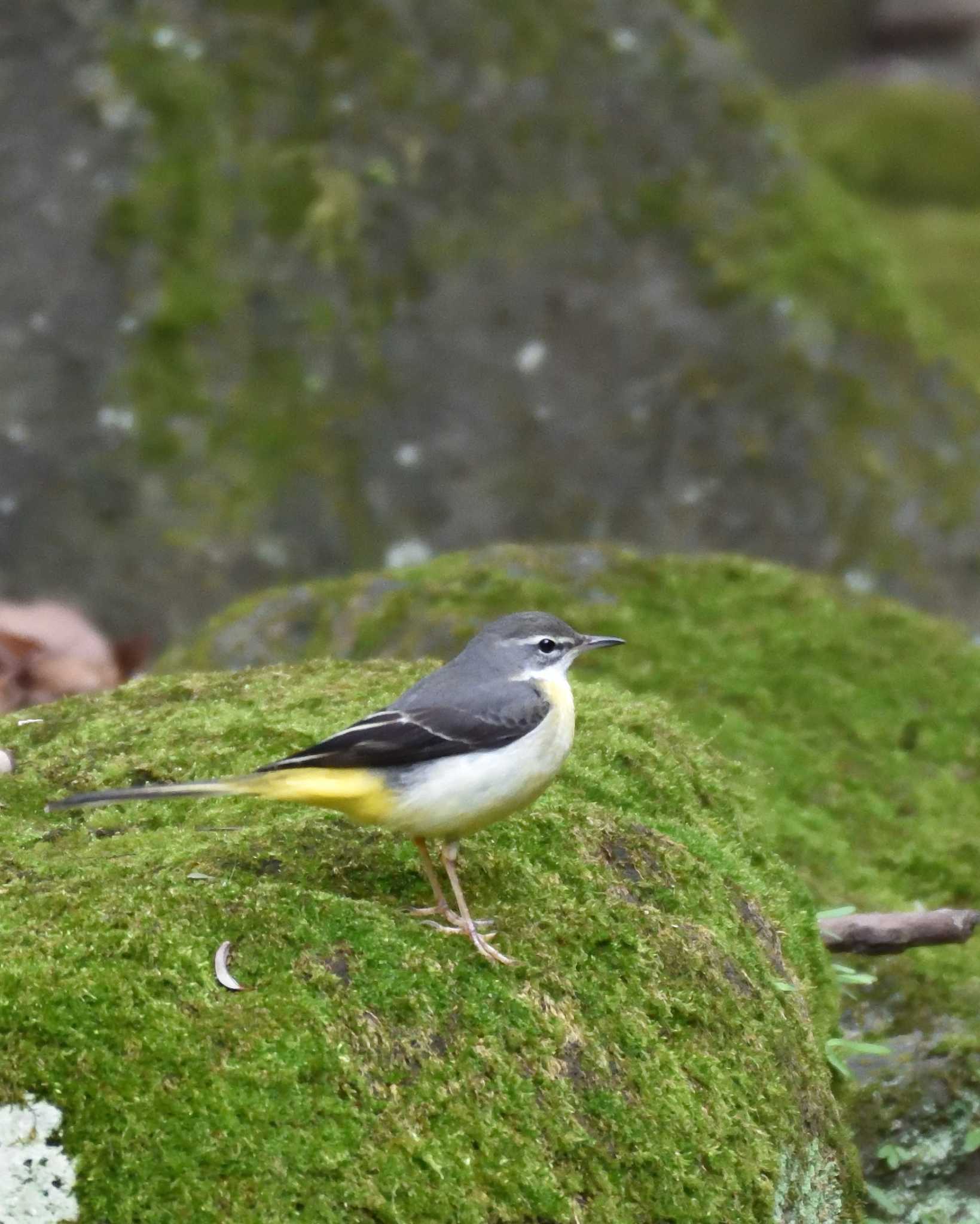 Photo of Grey Wagtail at 万博記念公園 by ししまる