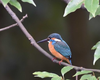 カワセミ 万博記念公園 2020年1月28日(火)