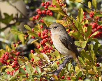 Unknown Species 山田池公園 Thu, 2/6/2020