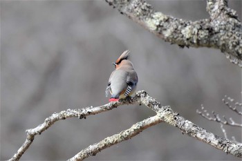 ヒレンジャク 軽井沢野鳥の森 2020年2月6日(木)