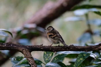 Brambling 京都市御所 Tue, 1/21/2020