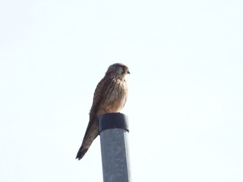 Common Kestrel 飛騨市 Fri, 2/7/2020