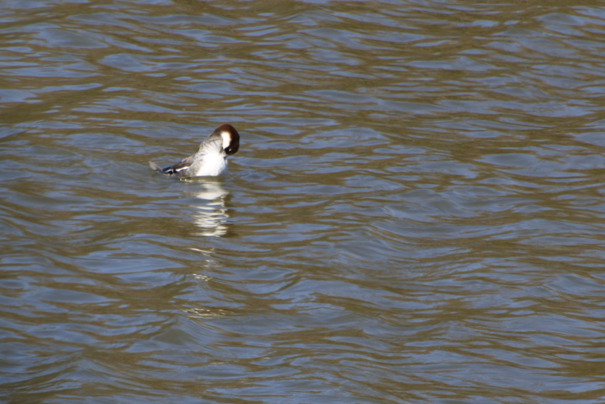 Photo of Smew at Mitsuike Park by アカウント2198