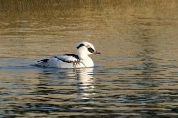 Smew 奈良県 Mon, 1/13/2020