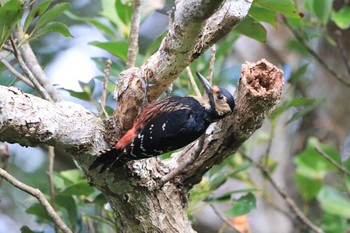 White-backed Woodpecker(owstoni) Amami Forest Police Wed, 1/29/2020