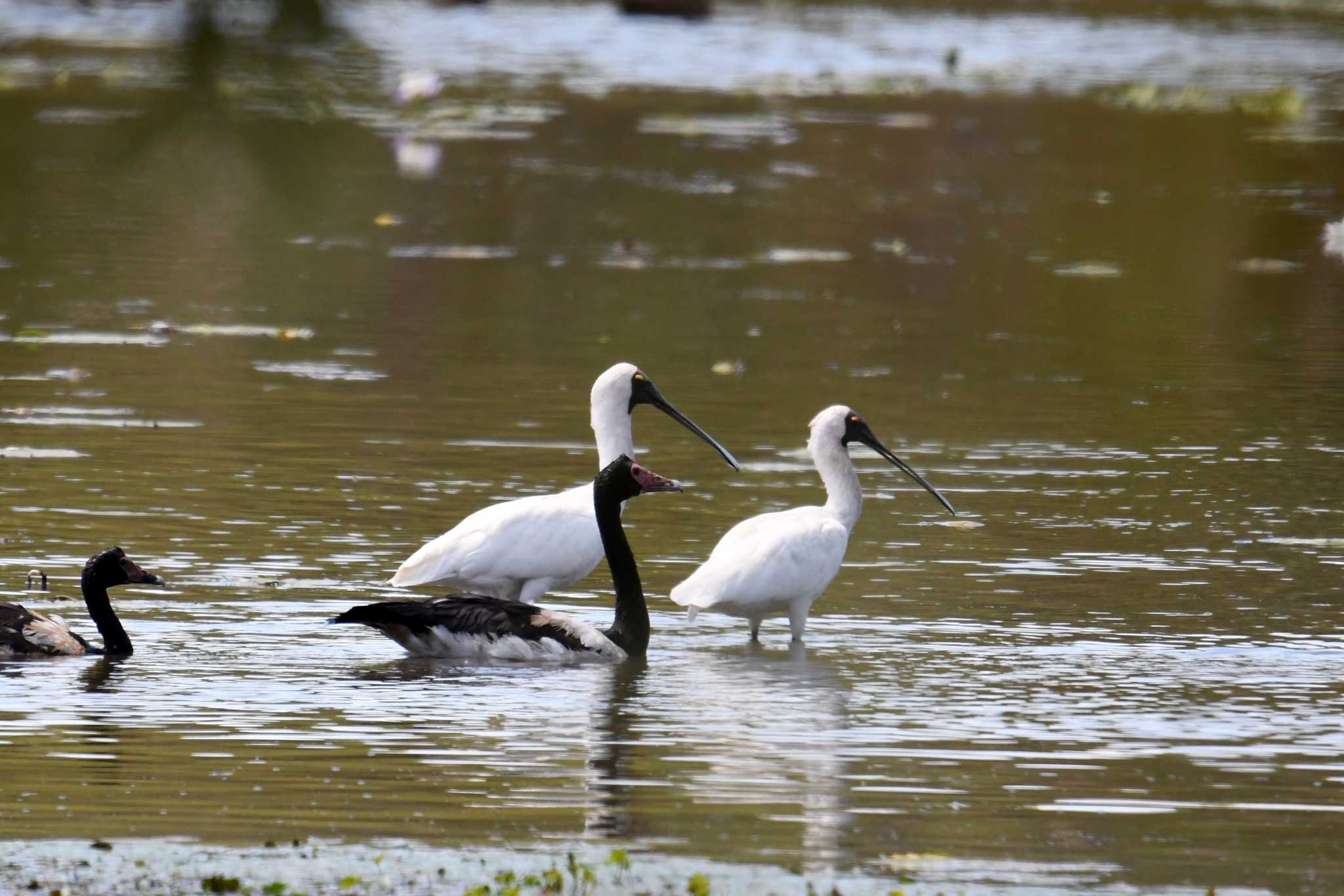 Photo of Magpie Goose at Lake Field National Park by あひる