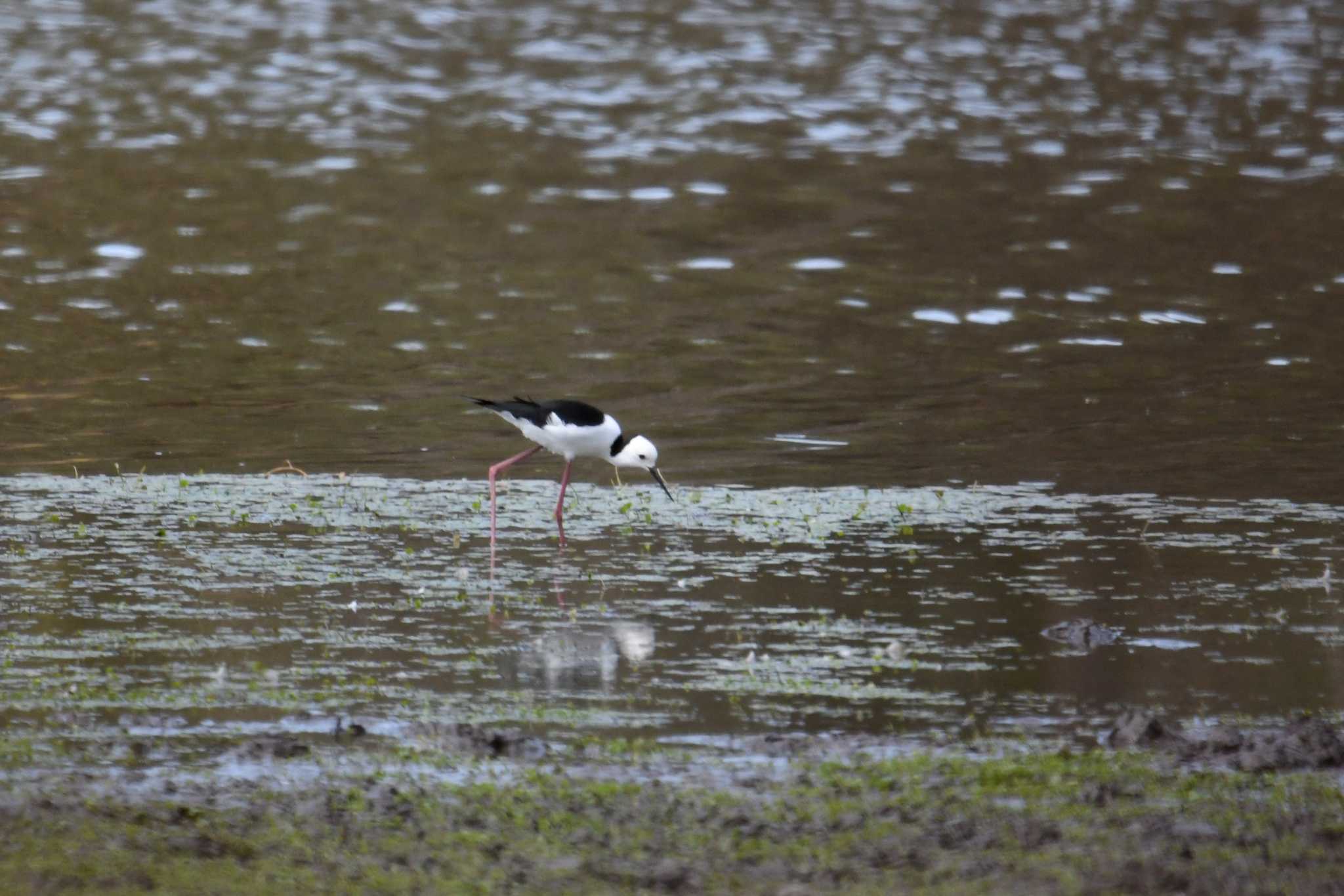 Pied Stilt