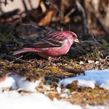 Pallas's Rosefinch Saitama Prefecture Forest Park Unknown Date