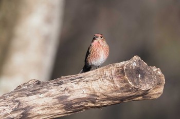 Pallas's Rosefinch Saitama Prefecture Forest Park Sun, 2/2/2020