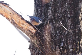 Eurasian Nuthatch Saitama Prefecture Forest Park Sun, 2/2/2020