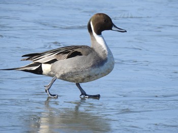 オナガガモ 小吹水源池公園 2020年2月7日(金)