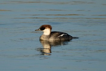 Smew 奈良県 Mon, 1/13/2020