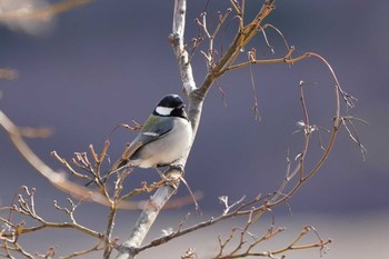 シジュウカラ 埼玉県川口市 2020年2月7日(金)