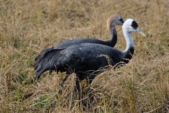 Hooded Crane Izumi Crane Observation Center Tue, 12/31/2019