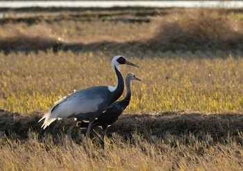 White-naped Crane Izumi Crane Observation Center Tue, 12/31/2019