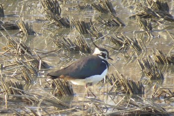 2020年2月7日(金) 秋ヶ瀬公園の野鳥観察記録