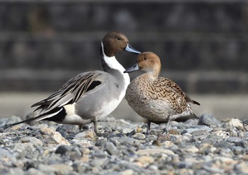 2020年1月1日(水) 芥川の野鳥観察記録