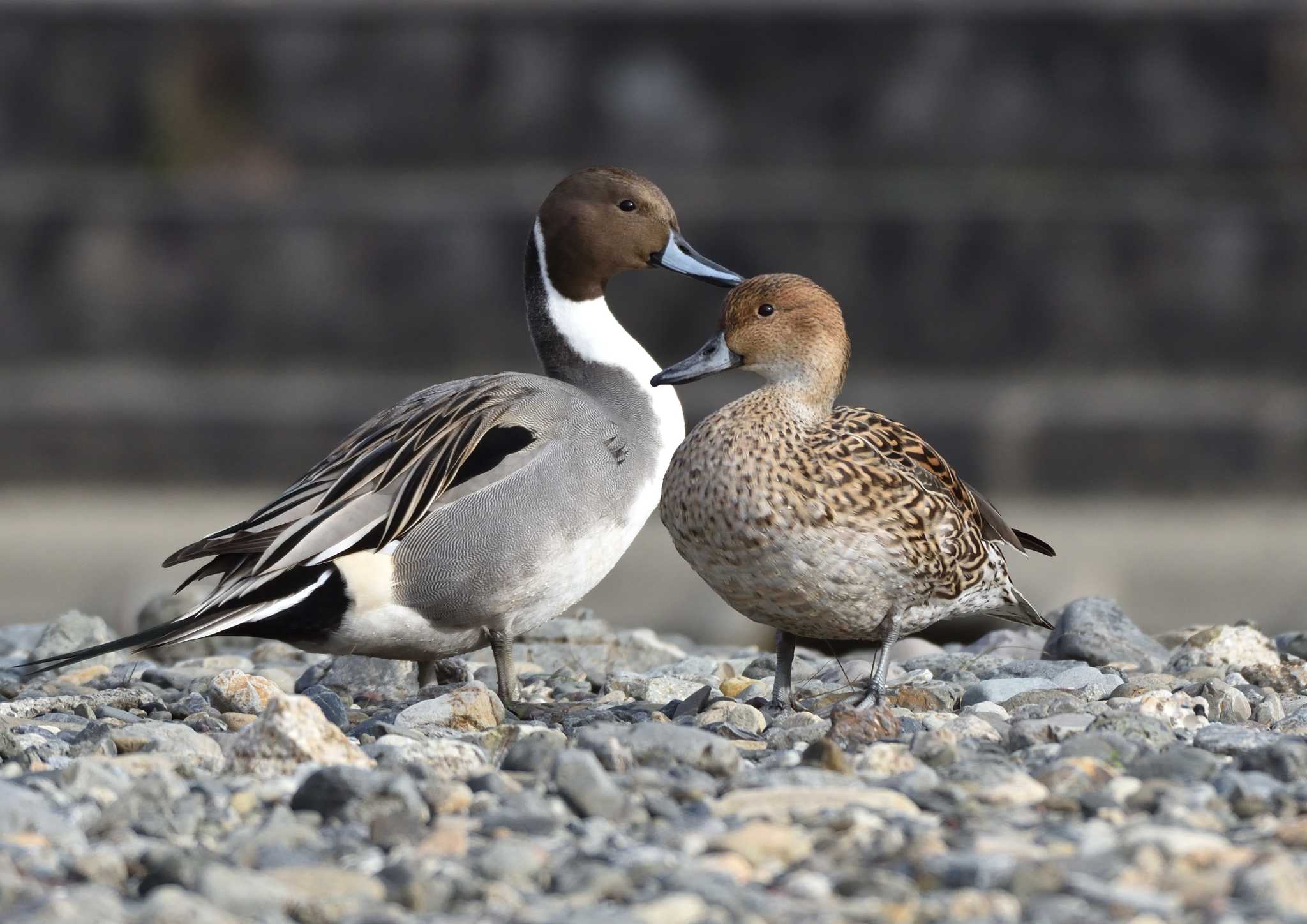 Photo of Northern Pintail at 芥川 by ししまる