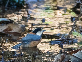 2020年2月2日(日) 東京大学附属植物園の野鳥観察記録